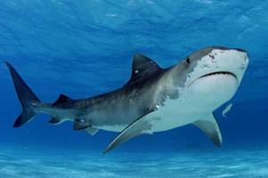 10 самых больших рыб в мире, Тигровая акула