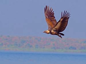 10 редких животных на грани вымирания, Бенгальский гриф