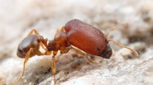 Список странных видов муравьев, существующих в мире, Муравьи-воины