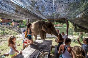 Права животных в разных уголках планеты, Таиланд: дома престарелых для слонов