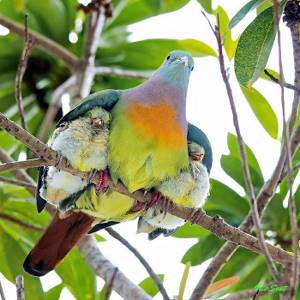 Под крыльями Матери, Птицы, которые заботятся о своих птенцах