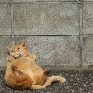 Уникальность японских котов 04, Японские коты
