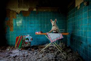 Отчаянная домохозяйка заброшенные места, собака, фотография