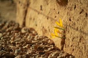 flower-tree-growing-concrete-pavement-107