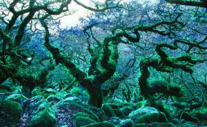 Самые фантастические леса мира, Лес Уистманс Девон, Англия