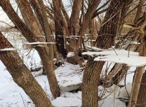 20 фотографий, на которые смотришь и глазам не веришь, Замерзший снег, оставшийся на деревьях после наводнения