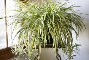 Какие комнатные растения являются натуральными воздухоочистителями, Хлорофитум