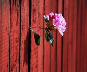 flower-tree-growing-concrete-pavement-103