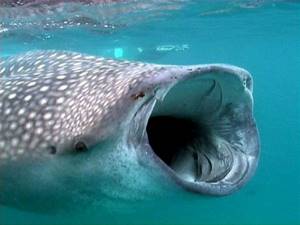 10 самых больших рыб в мире, Китовая акула