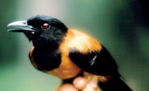 Питохуи: самая ядовитая птица планеты, Откуда берется яд