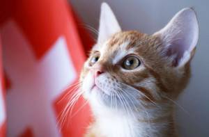Права животных в разных уголках планеты, Швейцария: суд на стороне кота
