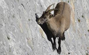 Животные с поразительными способностями, Альпийский горный козел ибекс