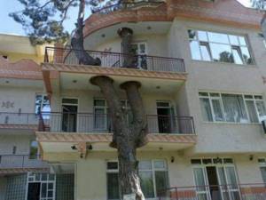 12 сооружений, построенных вокруг деревьев, Вилла в Измире, Турция