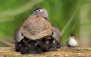 Утиное семейство, Птицы которые заботятся о своих птенцах