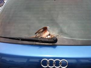 Один мой знакомый оставил машину на стоянке в течение 6 дней и вернулся к этой, Птицы, которые заботятся о своих птенцах