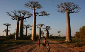 Самые фантастические леса мира, Аллея баобабов, Мадагаскар