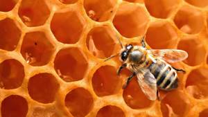 9 самых полезных сладких лакомств, Пчелиный мед