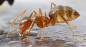 Список странных видов муравьев, существующих в мире, Муравьи Рэсберри