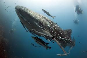 10 мест для отдыха в обществе диких животных, Плавание в Мексике в компании китовых акул