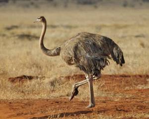 10 самых опасных птиц, Африканский страус