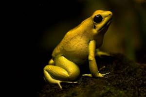 Самые маленькие и смертельно опасные существа на Земле, Ужасный листолаз (Golden Poison Frog)