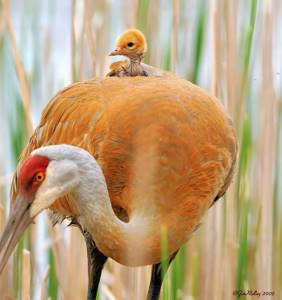 Любовь матери, Птицы которые заботятся о своих птенцах
