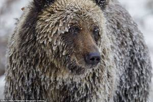Жизнь медведей, подсмотренная фотографом в лесах Канады и в Арктике