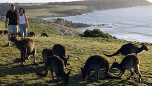 10 мест для отдыха в обществе диких животных, Посещение острова Кенгуру в Австралии