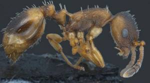 Список странных видов муравьев, существующих в мире, Муравьи-грабители