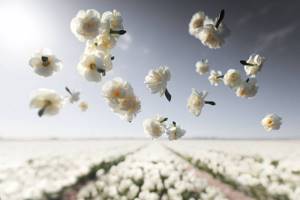 Великолепная серия фотографий «Цветы в невесомости»