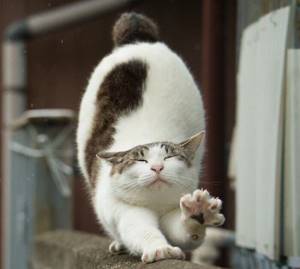 Уникальность японских котов 06, Японские коты