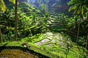 10 красивейших мест на Земле, ещё не испорченных толпами туристов, Рисовые террасы в регионе Убуд на Бали, Индонезия