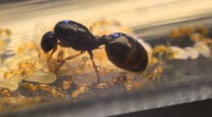 Список странных видов муравьев, существующих в мире, Муравьи-детоубийцы