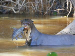 10 редких животных на грани вымирания, Бразильская выдра