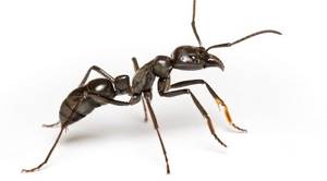Список странных видов муравьев, существующих в мире, Муравьи-динозавры