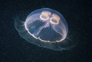 Обитатели Черного моря, представляющие опасность для человека, Медуза корнерот (Rhizostoma pulmo)