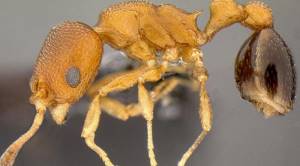 Список странных видов муравьев, существующих в мире, Муравьи-гангстеры