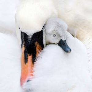 Материнская любовь, Птицы, которые заботятся о своих птенцах