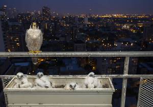 Chicago фотограф Новый Семейный Take Over Его Балкон, Птицы, которые заботятся о своих птенцах