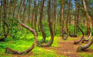 Самые фантастические леса мира, Кривой Лес Польша