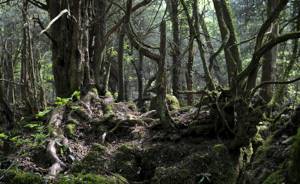 Самые фантастические леса мира, Пазлвуд Глостершир, Англия