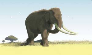 Животные-великаны, когда-либо населявшие Землю, Азиатский прямобивневый слон