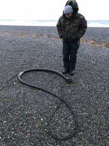 На Чукотском полуострове обнаружили огромных «морских змей»