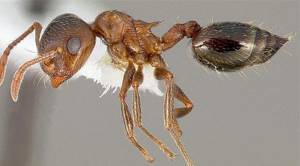 Список странных видов муравьев, существующих в мире, Муравьи-химики