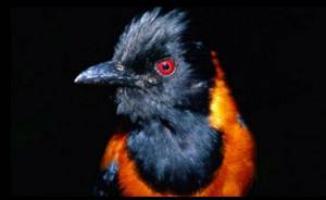 Питохуи: самая ядовитая птица планеты, Неожиданное открытие