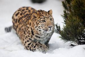 10 редких животных на грани вымирания, Дальневосточный леопард