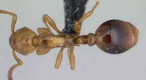 Список странных видов муравьев, существующих в мире, Муравьи-паразиты